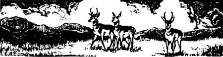sketch of pronghorns