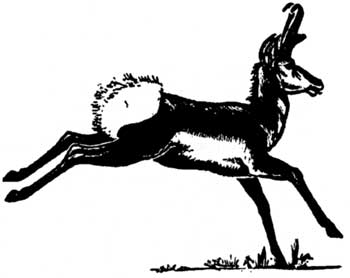 sketch of pronghorn