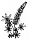 wildflower