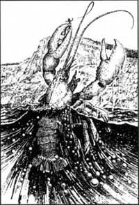 sketch giant crayfish
