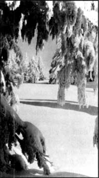 snow-covered landscape