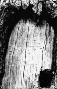 carvings on tree