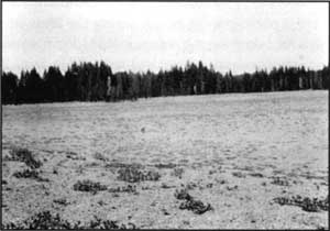 pumice field
