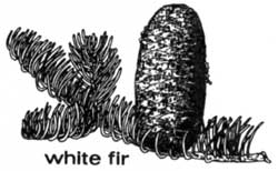 White fir cone and needles