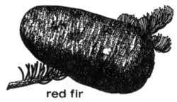 red fir cone and needles
