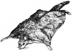 flying squirrel