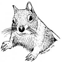 ground squirrel