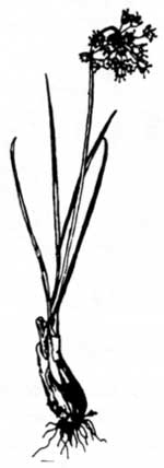 wild onion