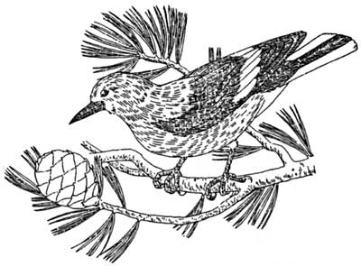 Clark's nutcracker