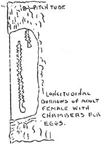 egg chambers