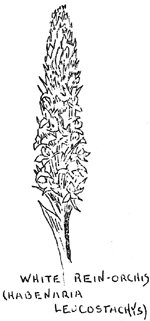 orchid