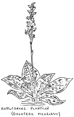 rattlesnake plantain