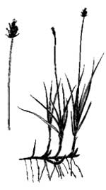 Carex nigricans