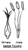 sedge flowers