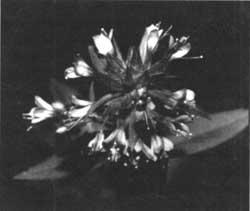 Mount Mazama collomia
