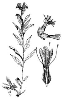 Mount Mazama collomia