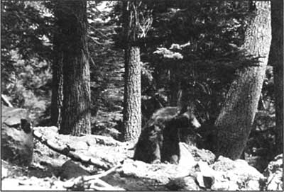 black bear