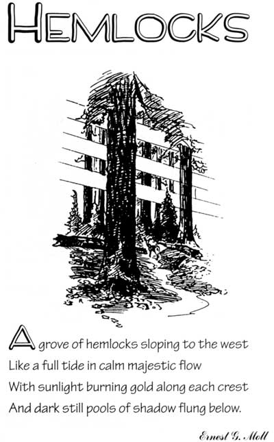 sketch of sunlight through forest grove