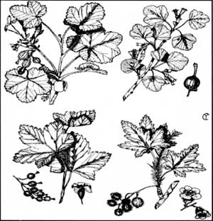 species of currants