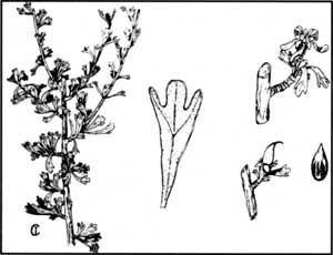 bitterbrush