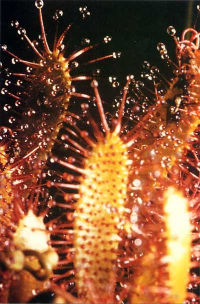 sundew