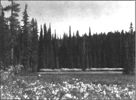 Sphagnum Bog