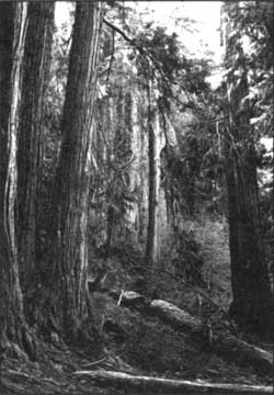 Port Orford-cedar