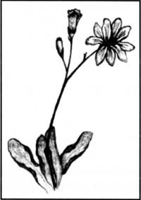 Imperial Lewisia