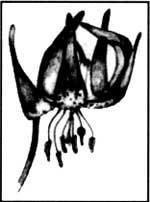 Vollmers Tiger Lily