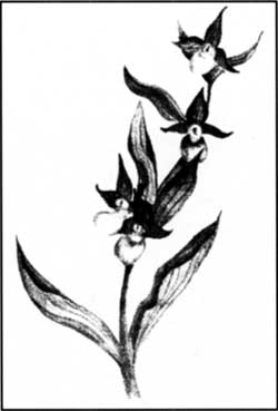California Lady Slipper
