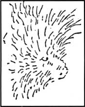 porcupine
