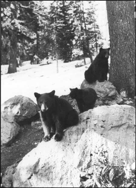 black bears