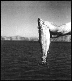 Kokanee salmon