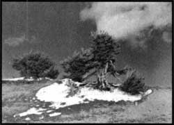 Whitebark pines