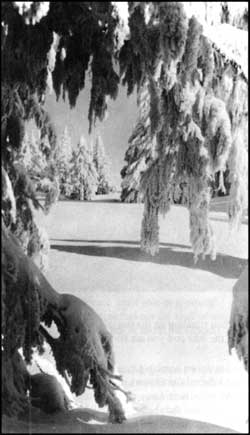 winter scene