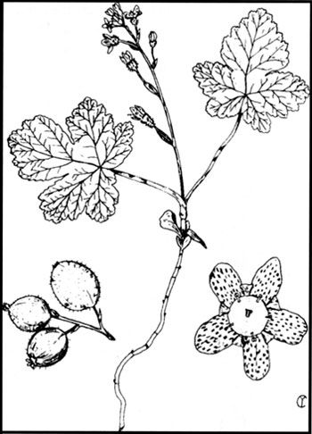 Crater Lake Currant