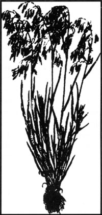 Cheatgrass
