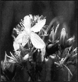 St. Johnswort