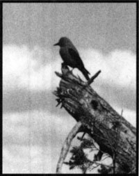 Clark's Nutcracker
