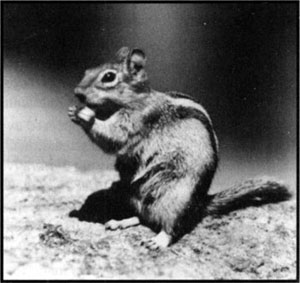 Golden Mantled Ground Squirrel