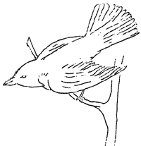 robin