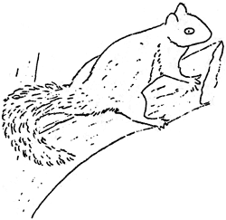 pine squirrel