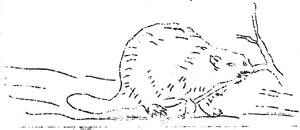 beaver