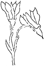 alpine shooting-star