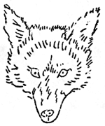 coyote