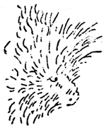 porcupine