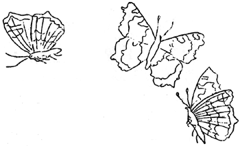 butterflies