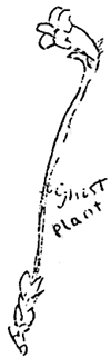 ghost plant