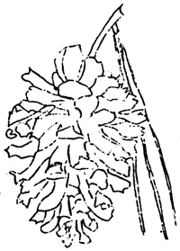 Western yellow pine cone and needles