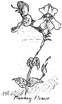 monkey flower